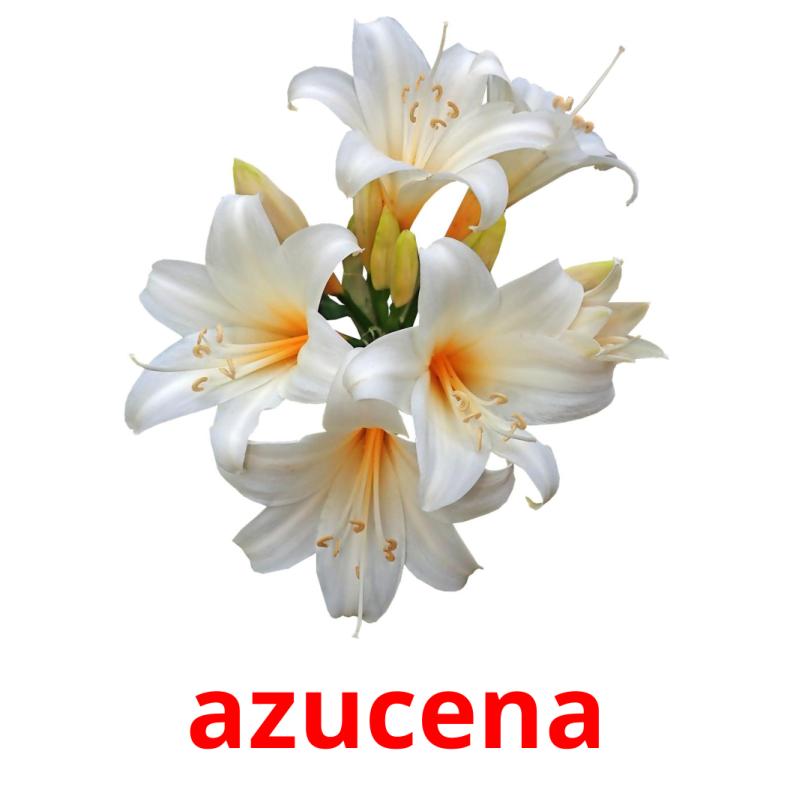 azucena picture flashcards