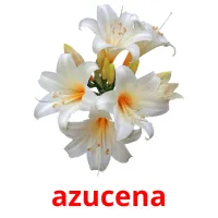 azucena flashcards illustrate