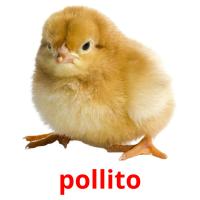 pollito card for translate