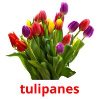 tulipanes Tarjetas didacticas