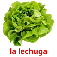 la lechuga Tarjetas didacticas