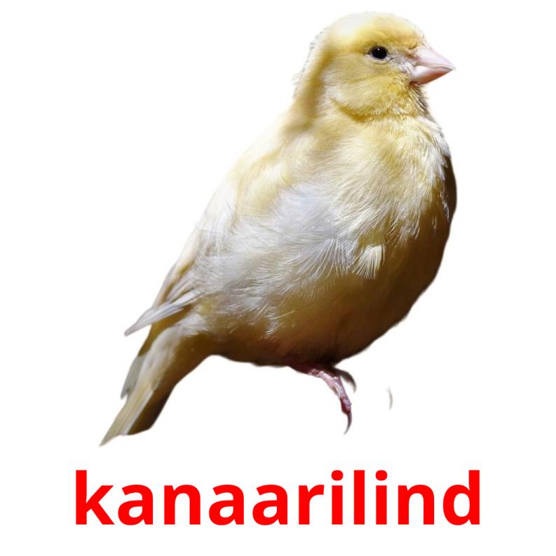 kanaarilind picture flashcards