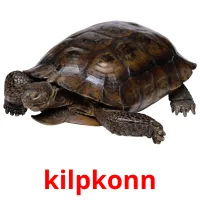 kilpkonn ansichtkaarten