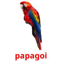 papagoi cartes flash