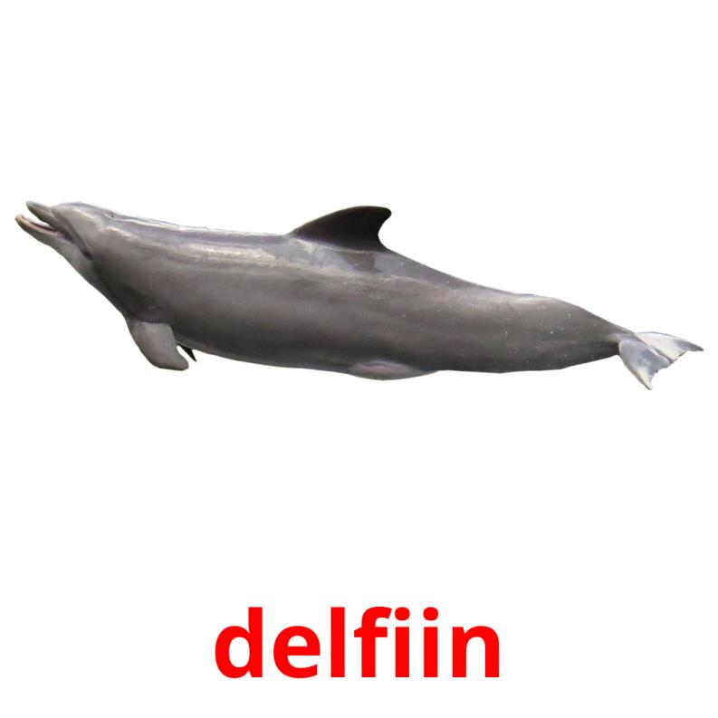 delfiin Tarjetas didacticas