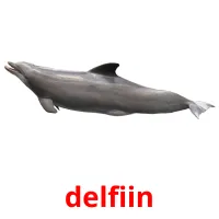 delfiin picture flashcards