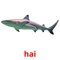 hai picture flashcards