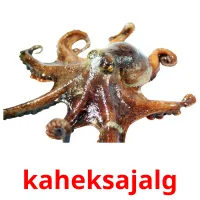 kaheksajalg picture flashcards