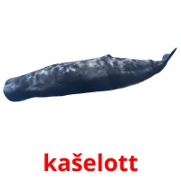 kašelott picture flashcards