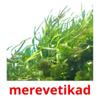 merevetikad picture flashcards