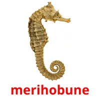 merihobune picture flashcards