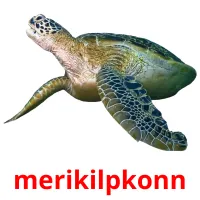 merikilpkonn picture flashcards