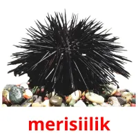 merisiilik picture flashcards