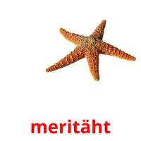 meritäht picture flashcards