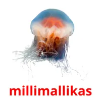 millimallikas picture flashcards