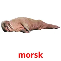 morsk picture flashcards