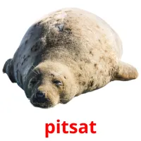 pitsat picture flashcards