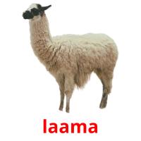 laama picture flashcards