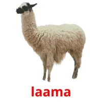 laama picture flashcards