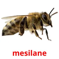 mesilane picture flashcards