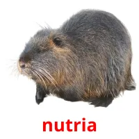 nutria picture flashcards