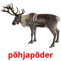 põhjapõder picture flashcards