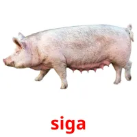 siga picture flashcards