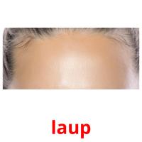 laup picture flashcards