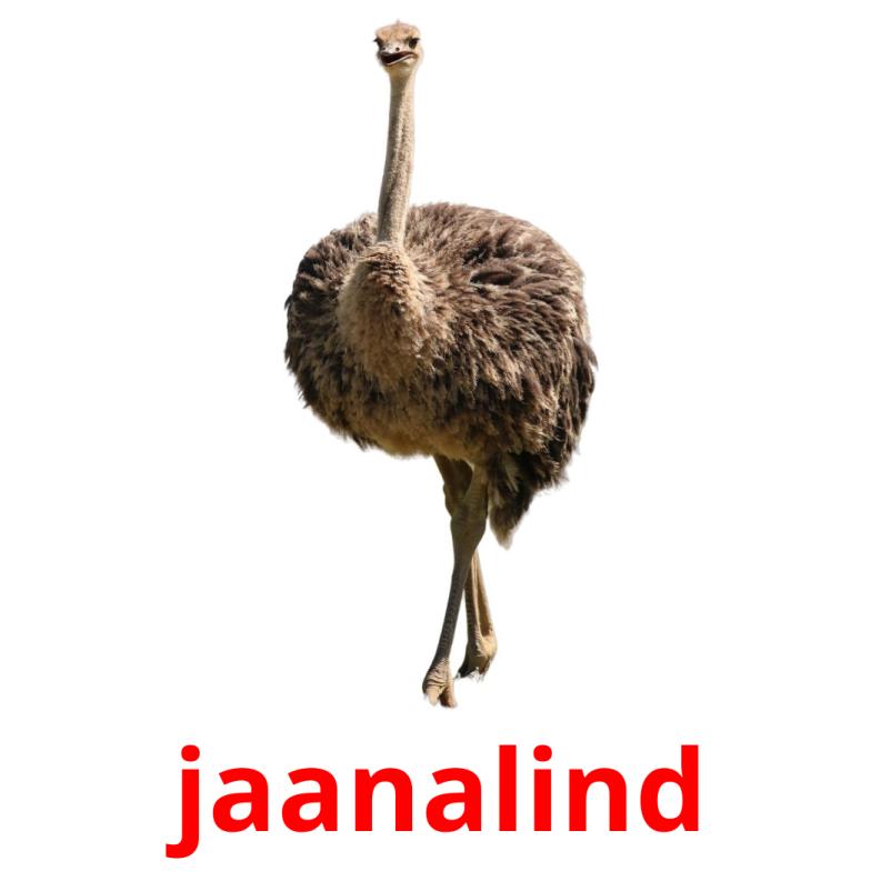jaanalind picture flashcards