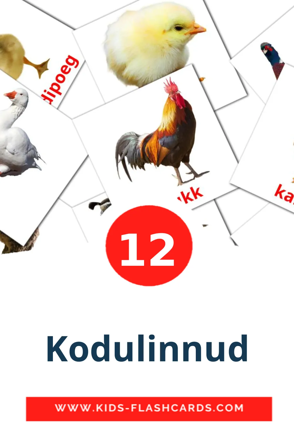 12 Kodulinnud fotokaarten voor kleuters in het estlands