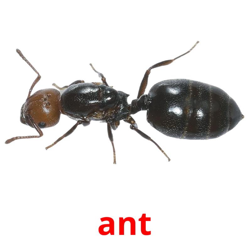 ant picture flashcards