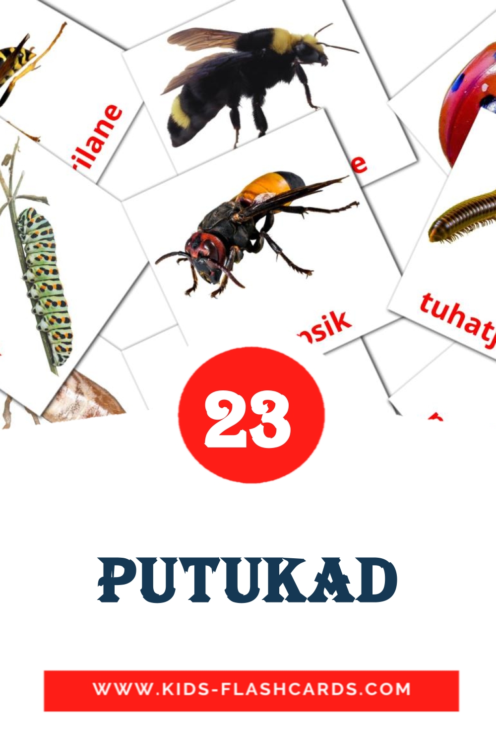 23 Putukad Picture Cards for Kindergarden in estonian