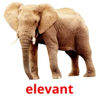 elevant picture flashcards