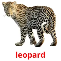 leopard picture flashcards