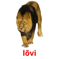 lõvi picture flashcards