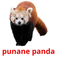 punane panda picture flashcards