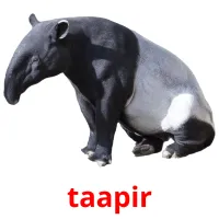 taapir picture flashcards