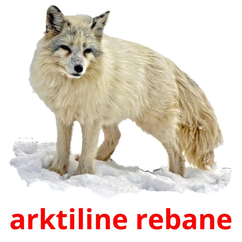 arktiline rebane picture flashcards