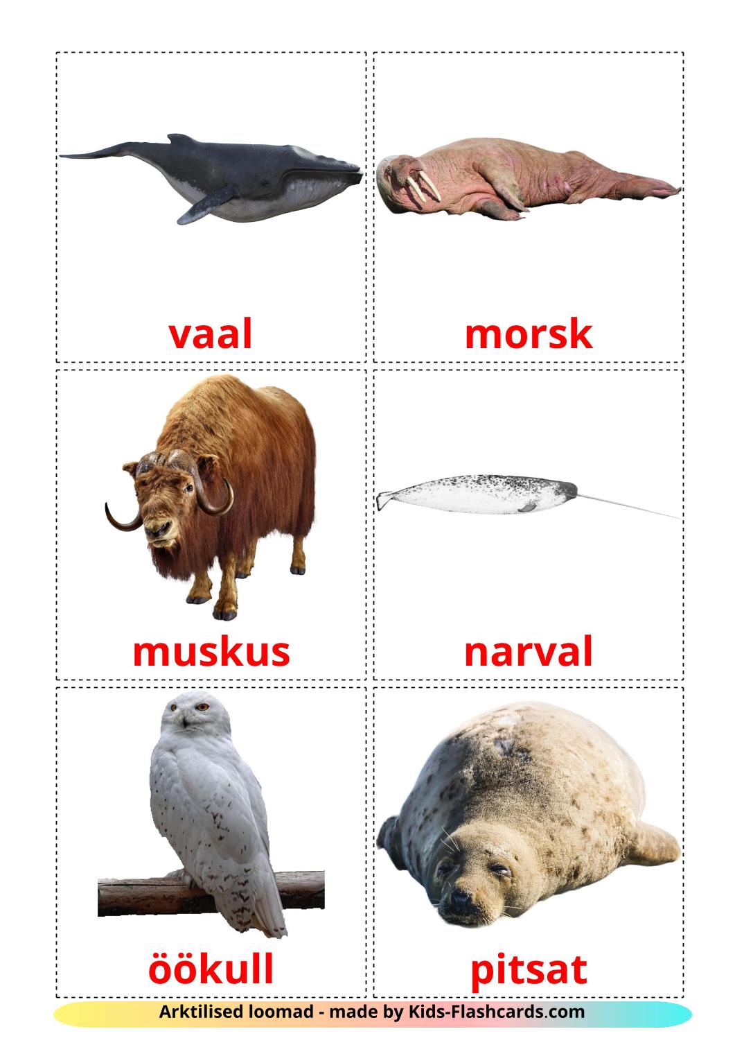 Arctic animals - 14 Free Printable estonian Flashcards 