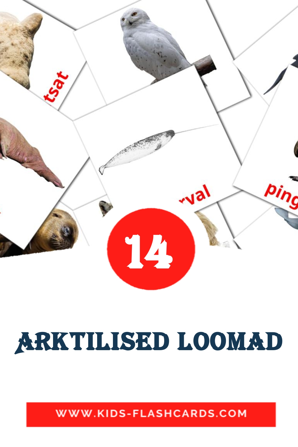 14 Arktilised loomad Picture Cards for Kindergarden in estonian