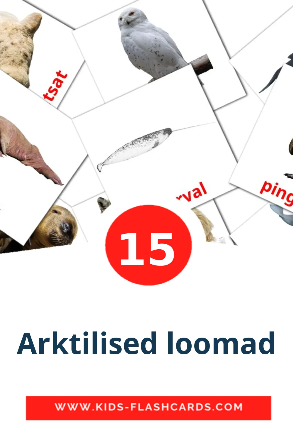 15 Arktilised loomad fotokaarten voor kleuters in het estlands