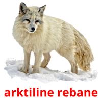 arktiline rebane card for translate