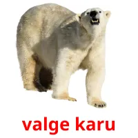 valge karu ansichtkaarten