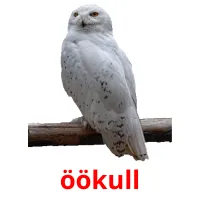 öökull ansichtkaarten