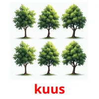 kuus picture flashcards