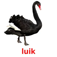 luik ansichtkaarten