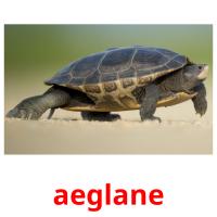 aeglane picture flashcards