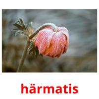 härmatis card for translate