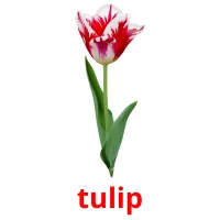 tulip bildkort för barn