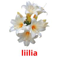 liilia Bildkarteikarten